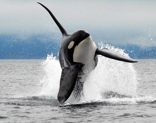 Найкращі фотографії природи від National Geographic