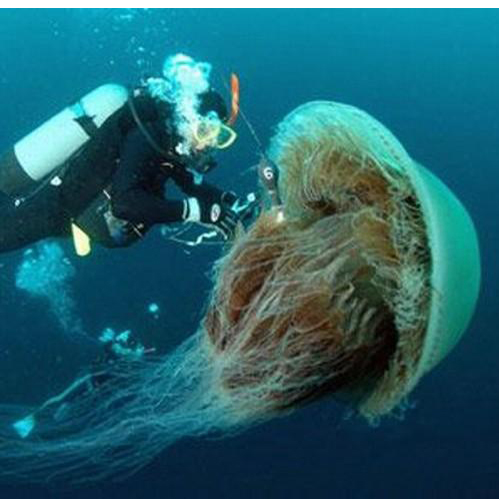 9 найнебезпечніших тварин в Австралії