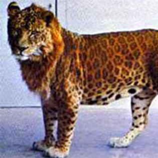 10 найбільш неймовірних гібридів тварин