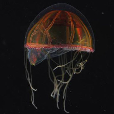 10 неймовірних істот глибоководного світу