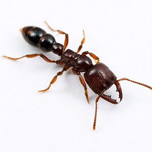 10 найжорстокіших матерів у тваринному світі