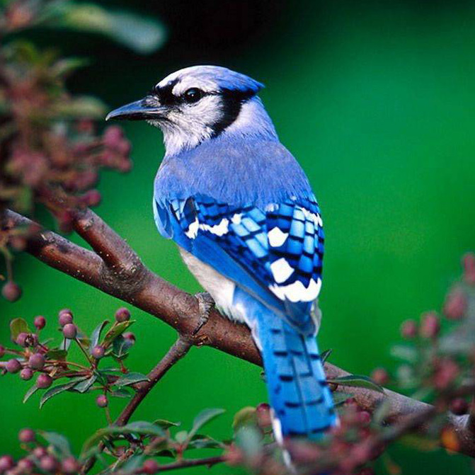 10 Цікавих фактів про тварин