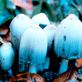 Смертельні делікатеси: топ-10